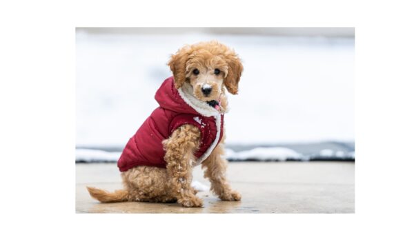 Tape Measure (42) Winter Hoodie for Small Dogs - Red